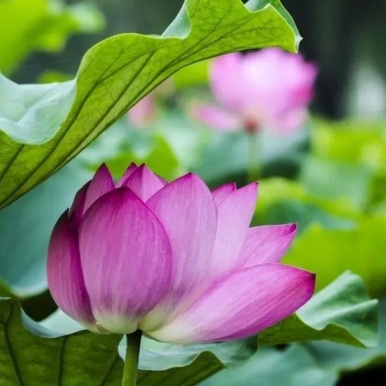 雄安记忆‖莲花淀