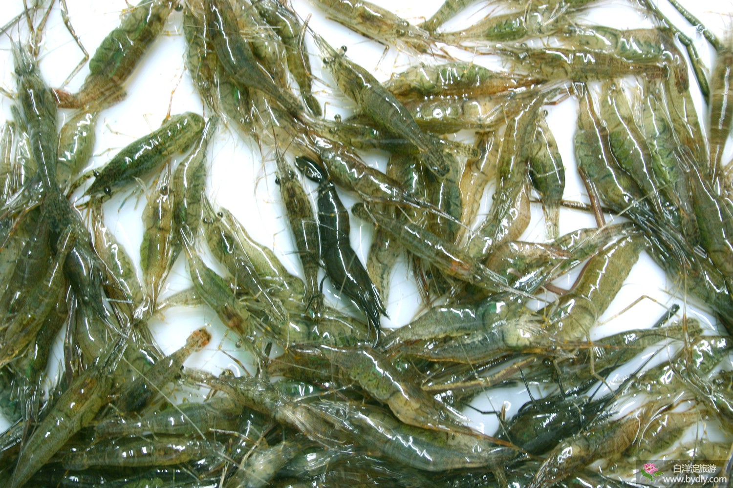 白洋淀青虾