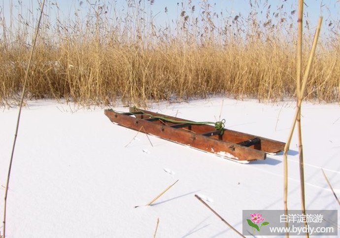 冬天来白洋淀赏冬雪、滑冰床、泡温泉、品鱼鲜 3.jpg