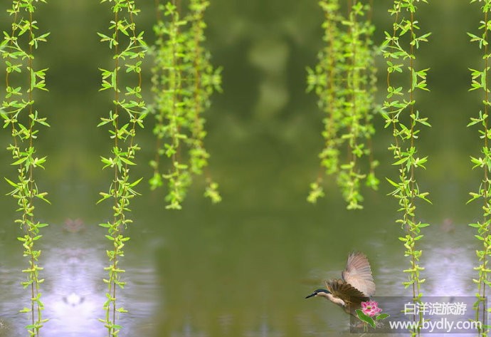 芳菲重睹___图文说白洋淀历史八景 7.jpg