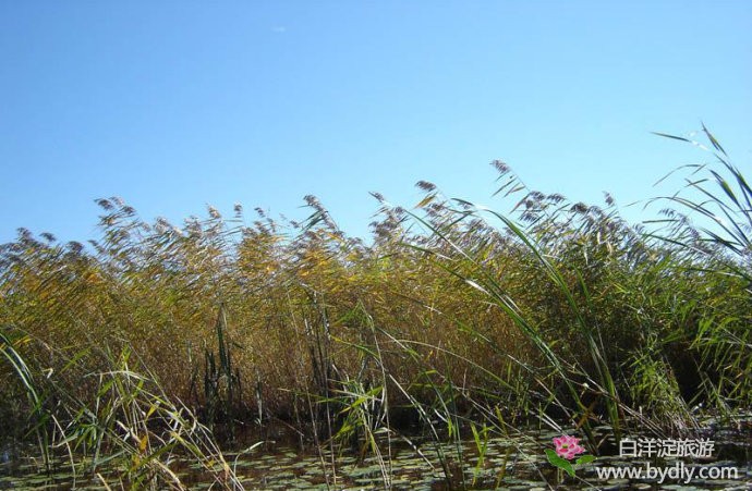 芳菲重睹___图文说白洋淀历史八景 8.jpg