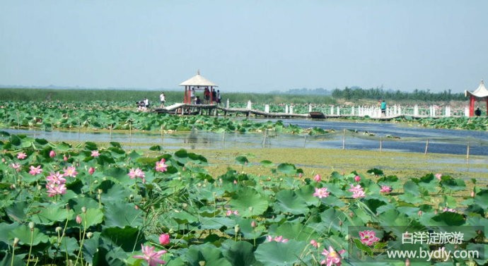 芳菲重睹___图文说白洋淀历史八景 9.jpg