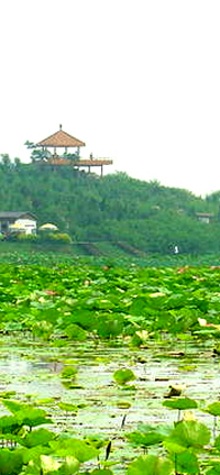 芳菲重睹___图文说白洋淀历史八景 10.jpg