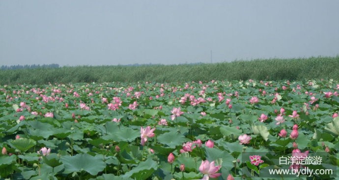 芳菲重睹___图文说白洋淀历史八景 18.jpg