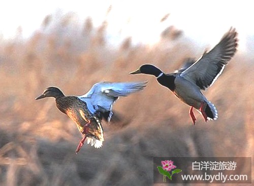 白洋淀民俗风情美食系列——野鸭馅儿饺子香飘九州 1.jpg