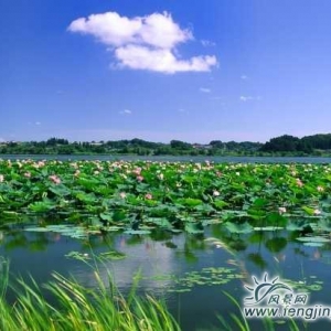 “白洋淀景区 古称掘鲤淀。是中国海河平原最大的湖泊。在河北省中部。”