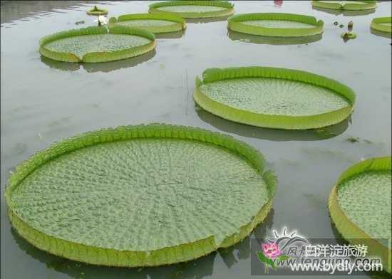 “白洋淀景区 古称掘鲤淀。是中国海河平原最大的湖泊。在河北省中部。” a4e6cfbb-281f-49f9-92ff-22e06e9351a4.jpg