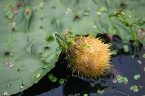 白洋淀三宗宝鸡头、菱角、芒子草 640.webp (9).jpg