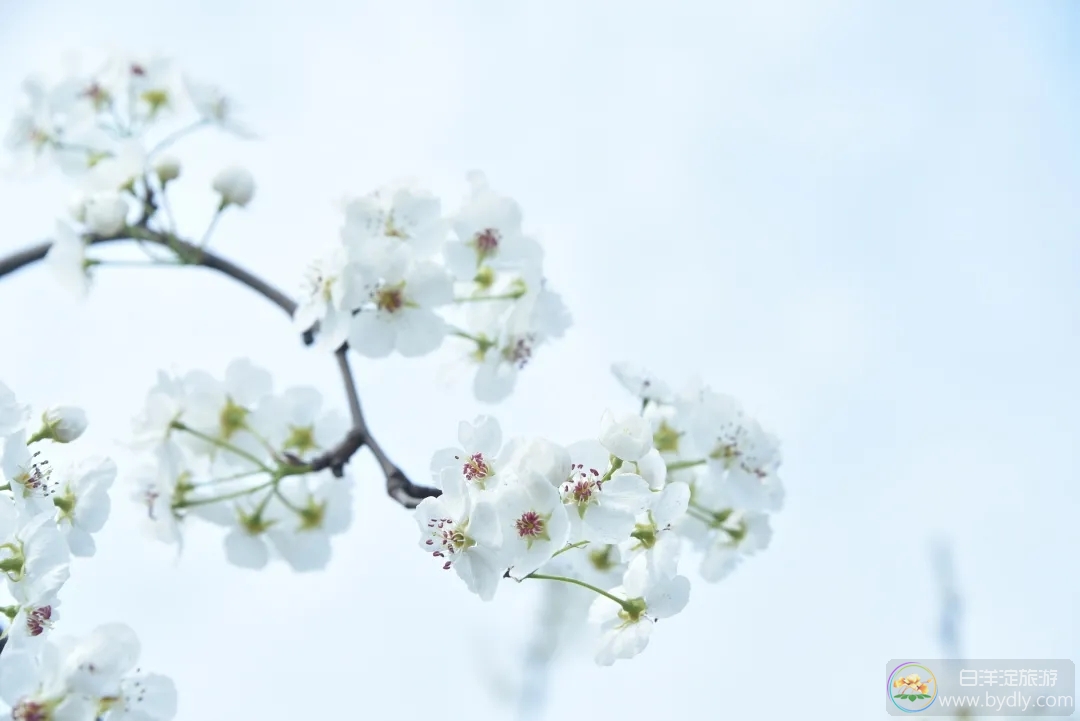 欲游梨花游园节，这些一定早知道 640.webp (4).jpg