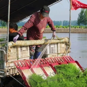 安新：千亩水稻秧苗绿 不久将闻稻花香