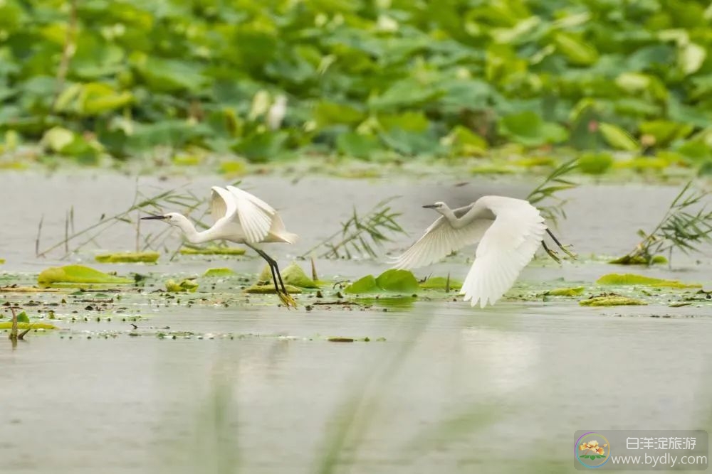 雄安新区绘就水城共融生态图景 640 (3).jpg